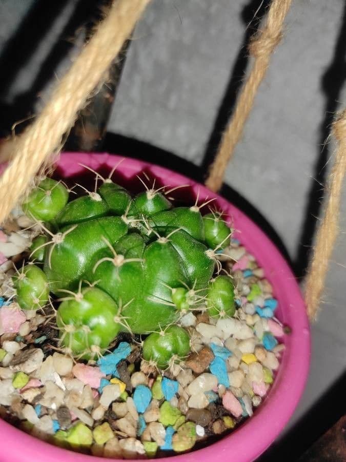 Gymnocalycium 5
