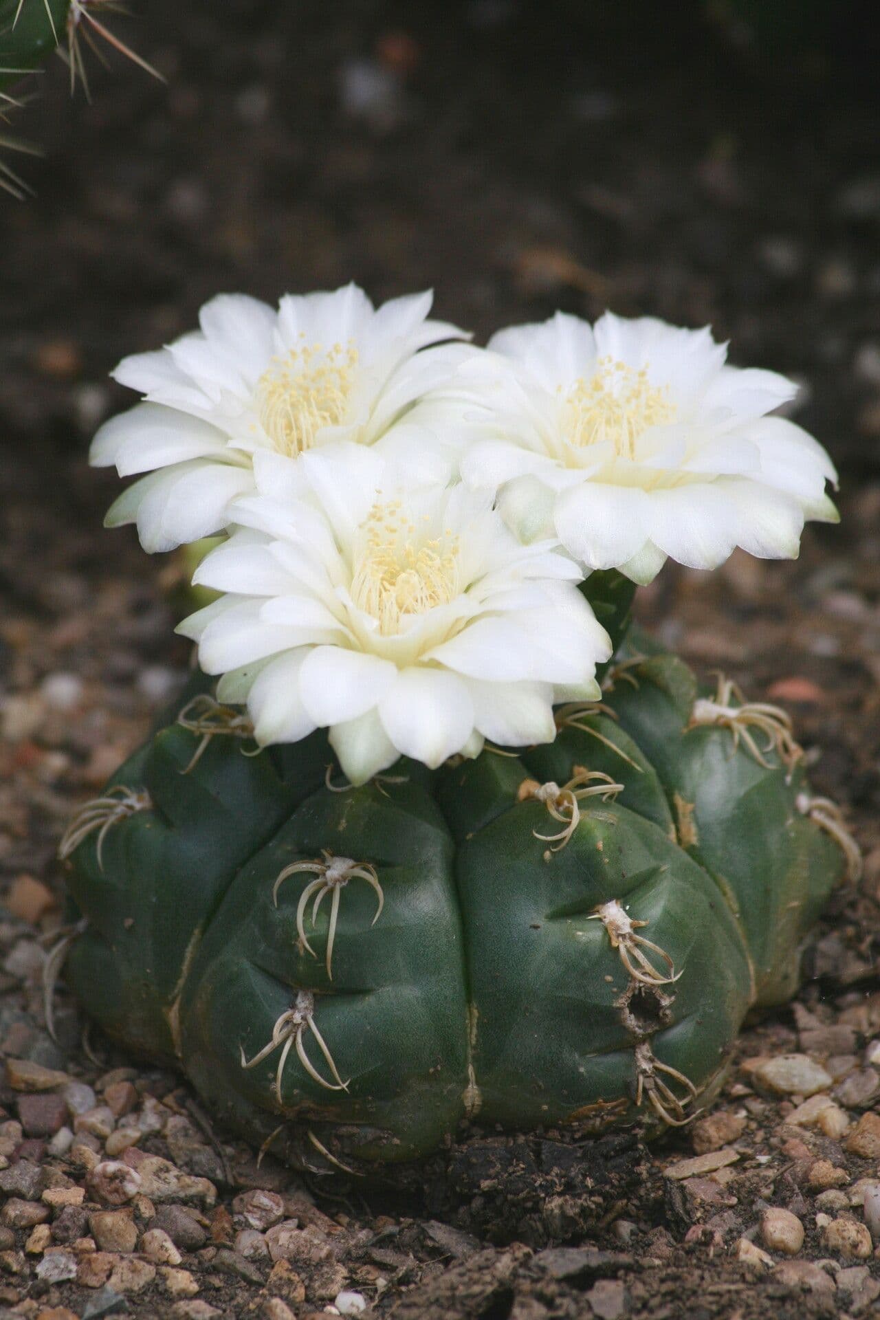 Cactus ragno 3