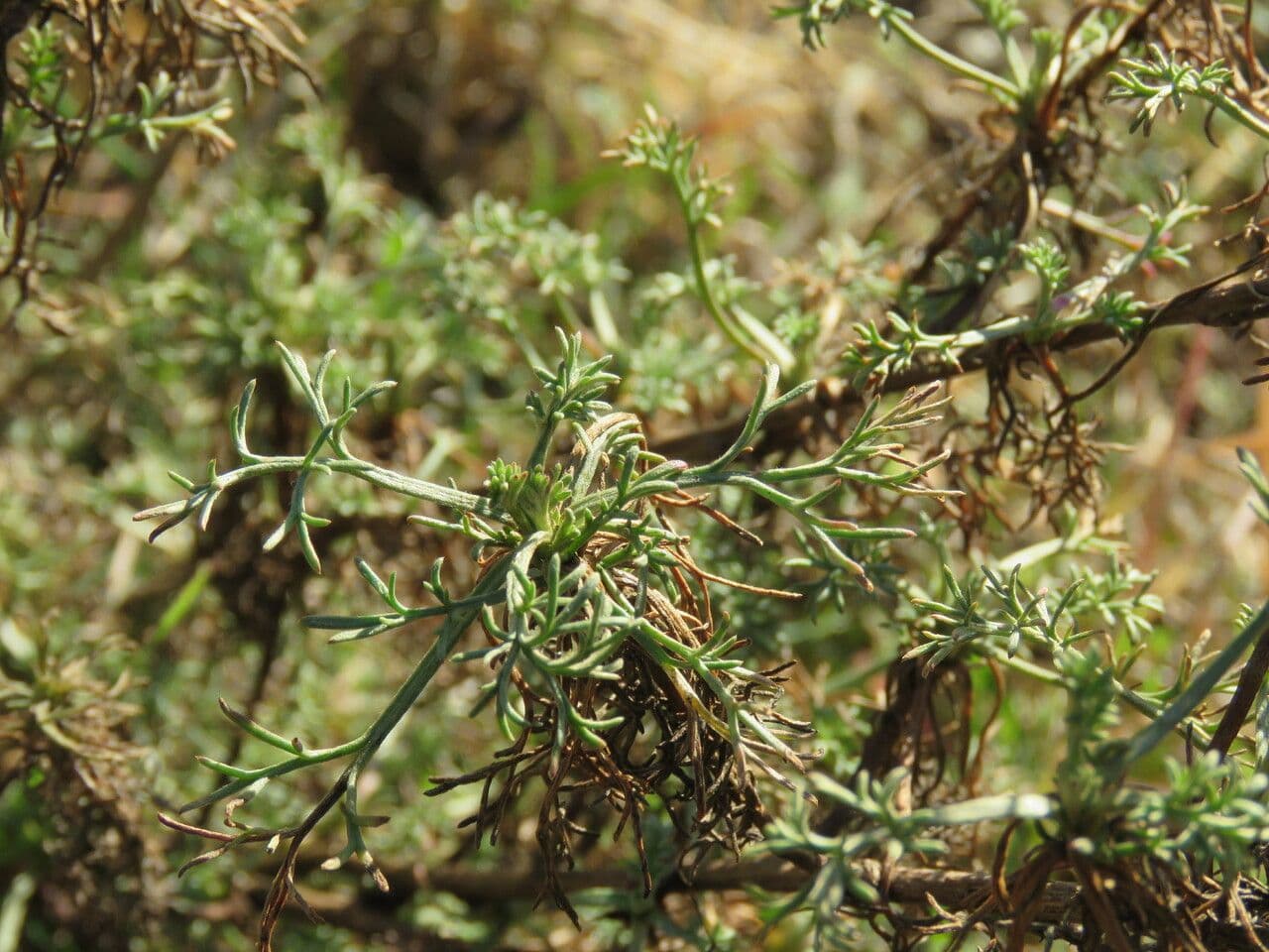 Field sagewort 23