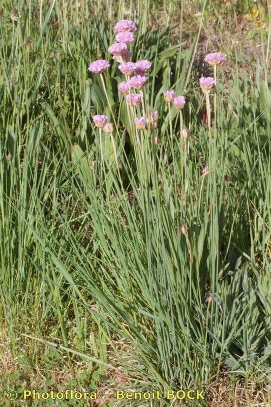 Armeria 5