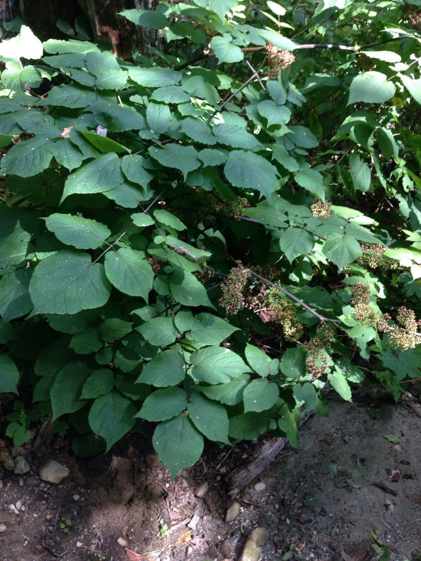 Araria racemosa 12