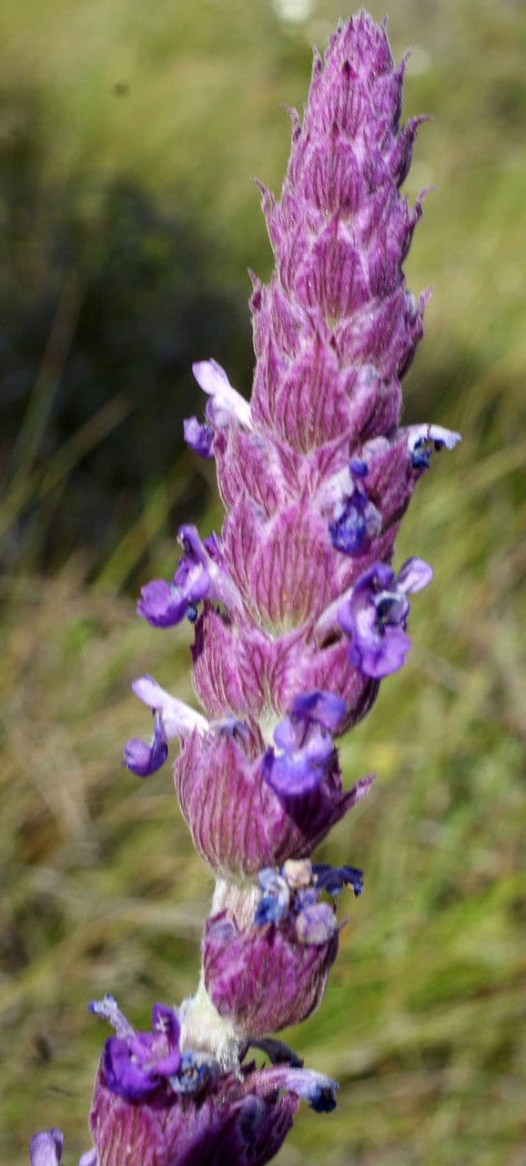 Nepeta tuberosa 4