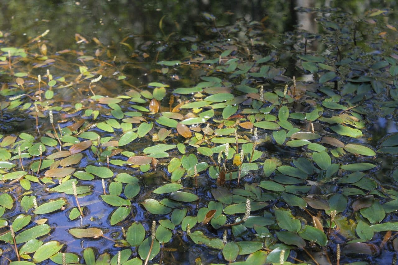 Potamogeto natante 21