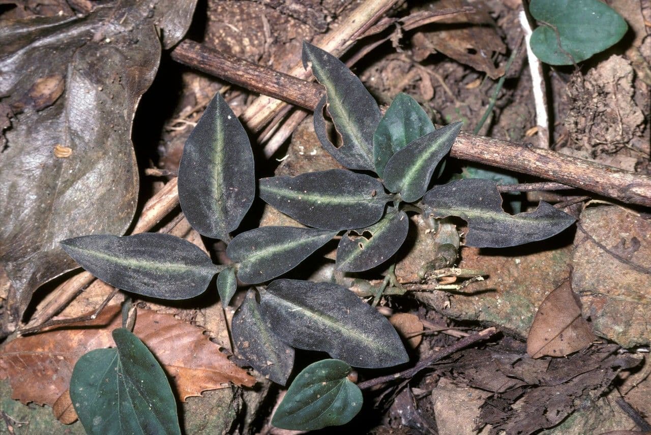 Goodyera procera