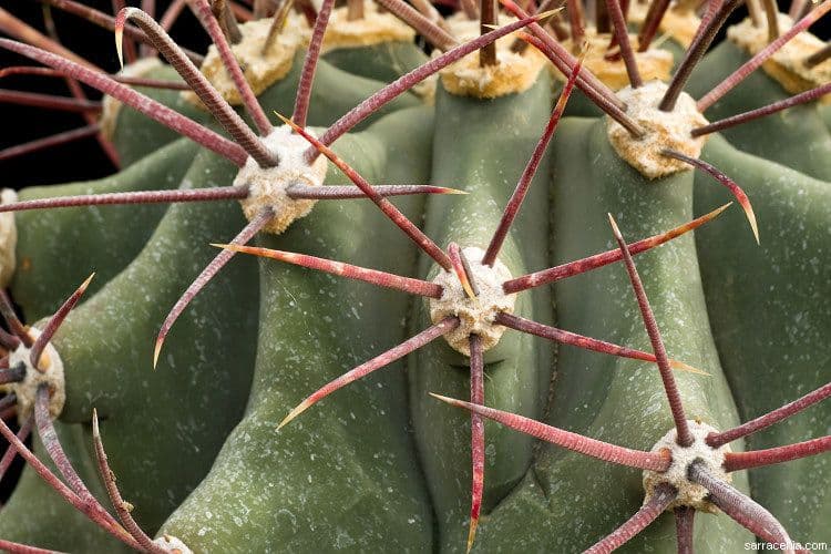 Cactus a botte di Emory 27