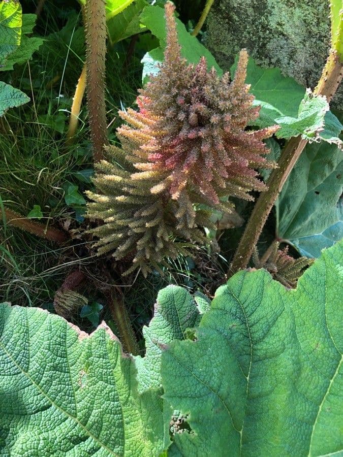 Gunnera tinctoria 5