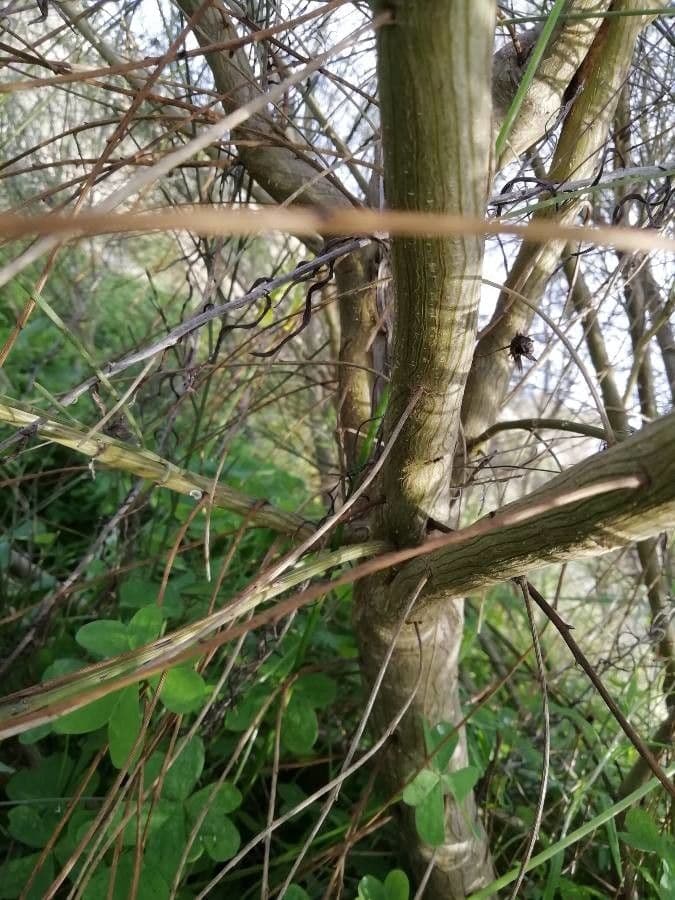 Rhamnus 22