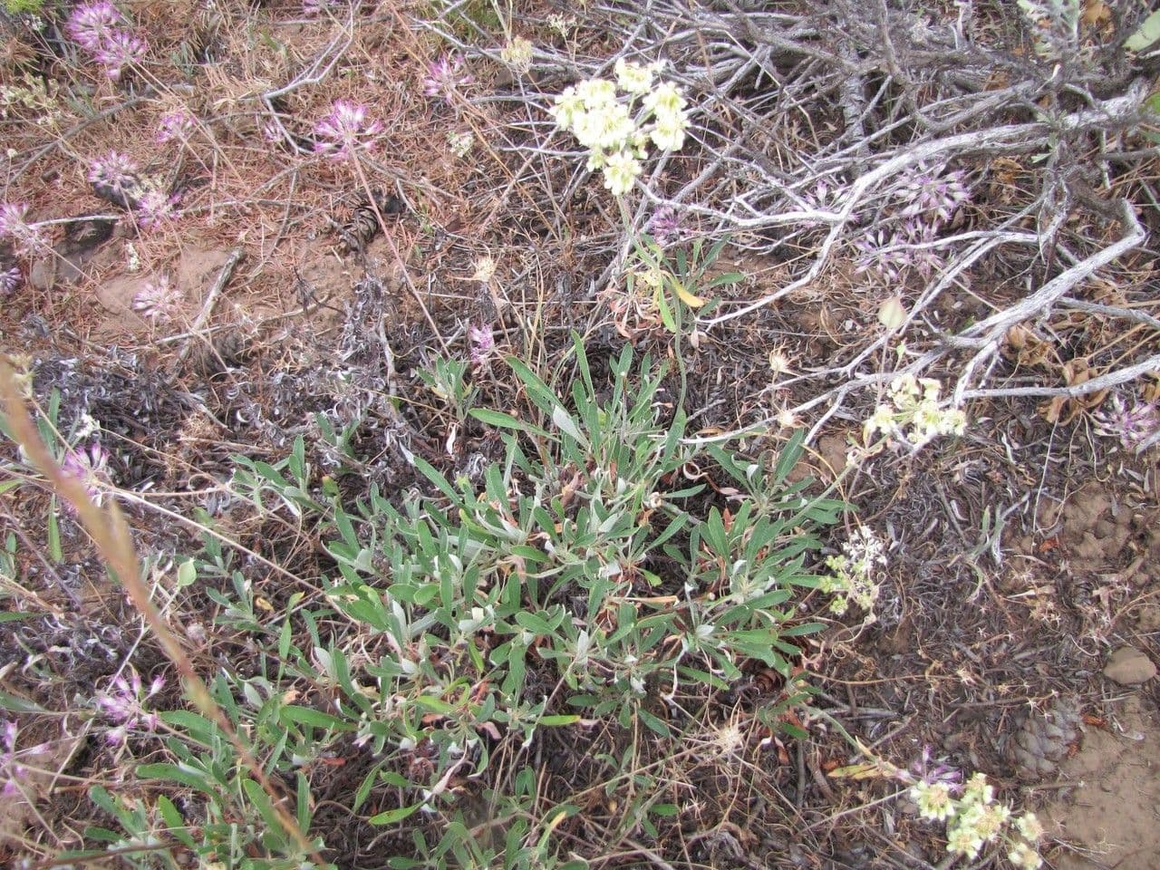 Eriogono eracleo 9