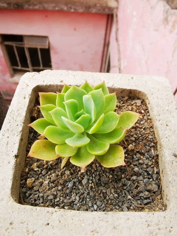Echeveria secunda 26