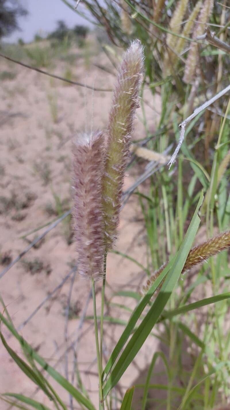 Cenchrus violaceo 2