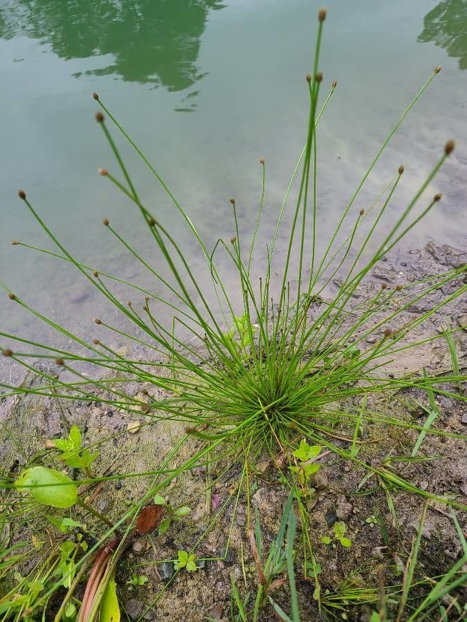 Eleocharis ovata 14