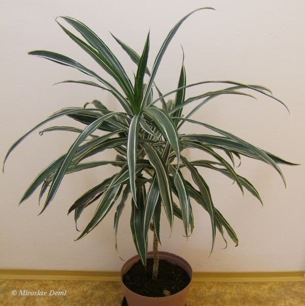 Duftende Drachenbaum 12