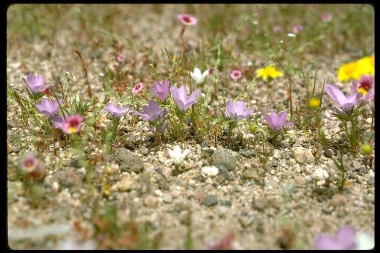 Linanthus 7