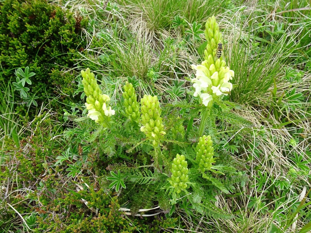Pedicularis comosa 8