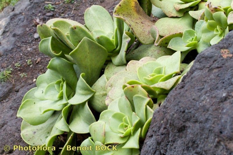 Aeonium nobile 7