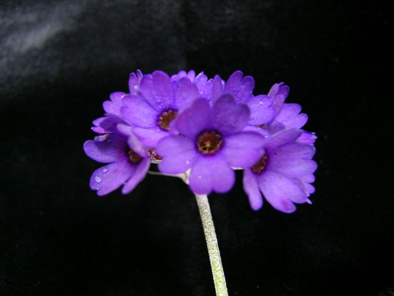 Primula capitata 6
