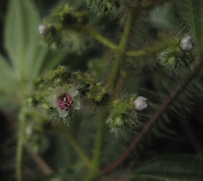 Miconia 20