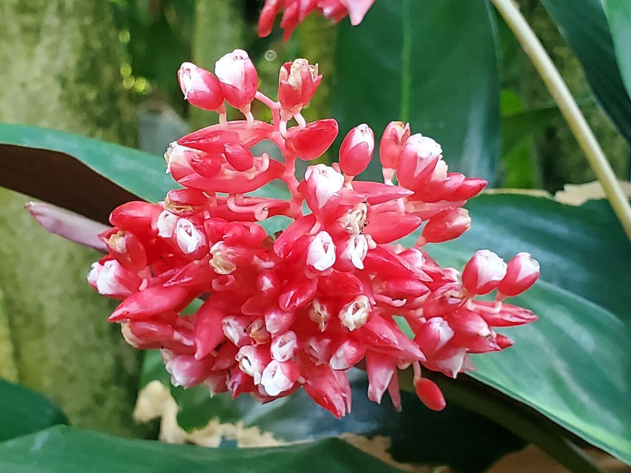 Ctenanthe 2