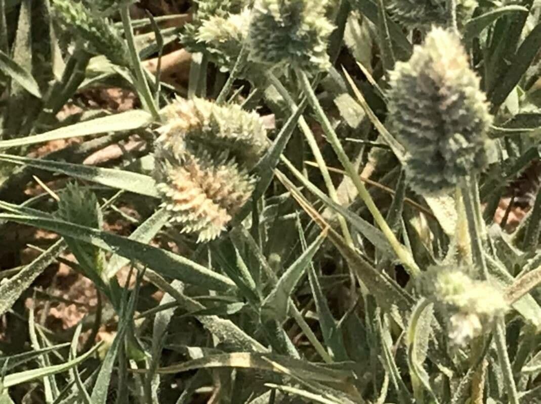 Aeluropus lagopoides 4