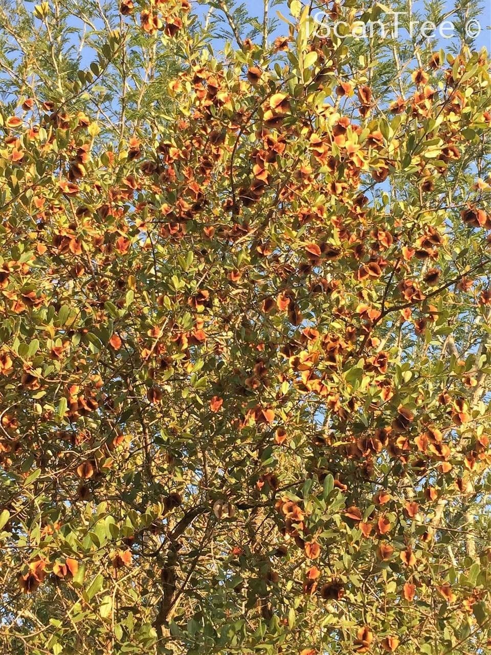 Combretum hereroense 11