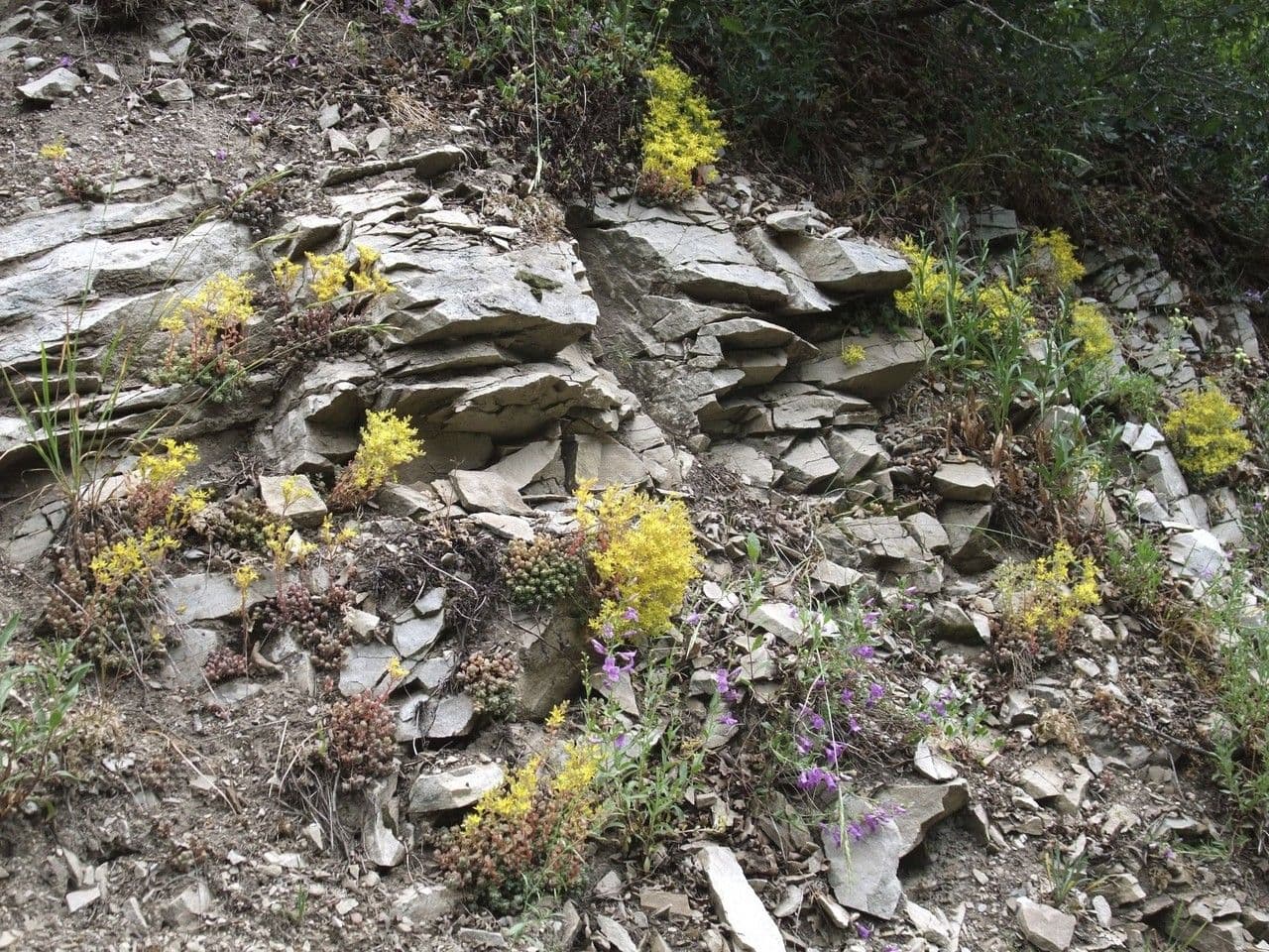 Sedum lanceolatum 10