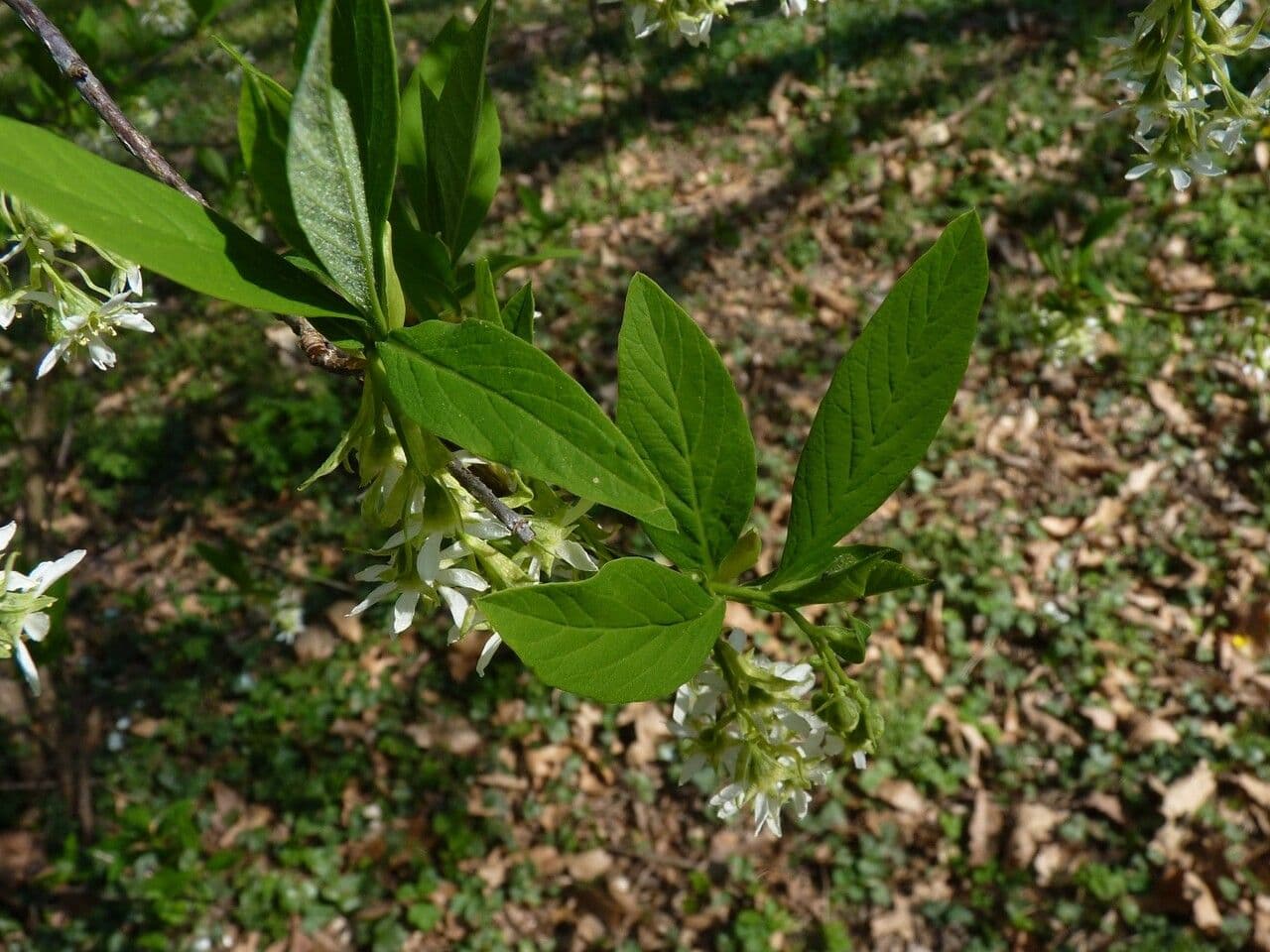 Oemleria cerasiformis 8