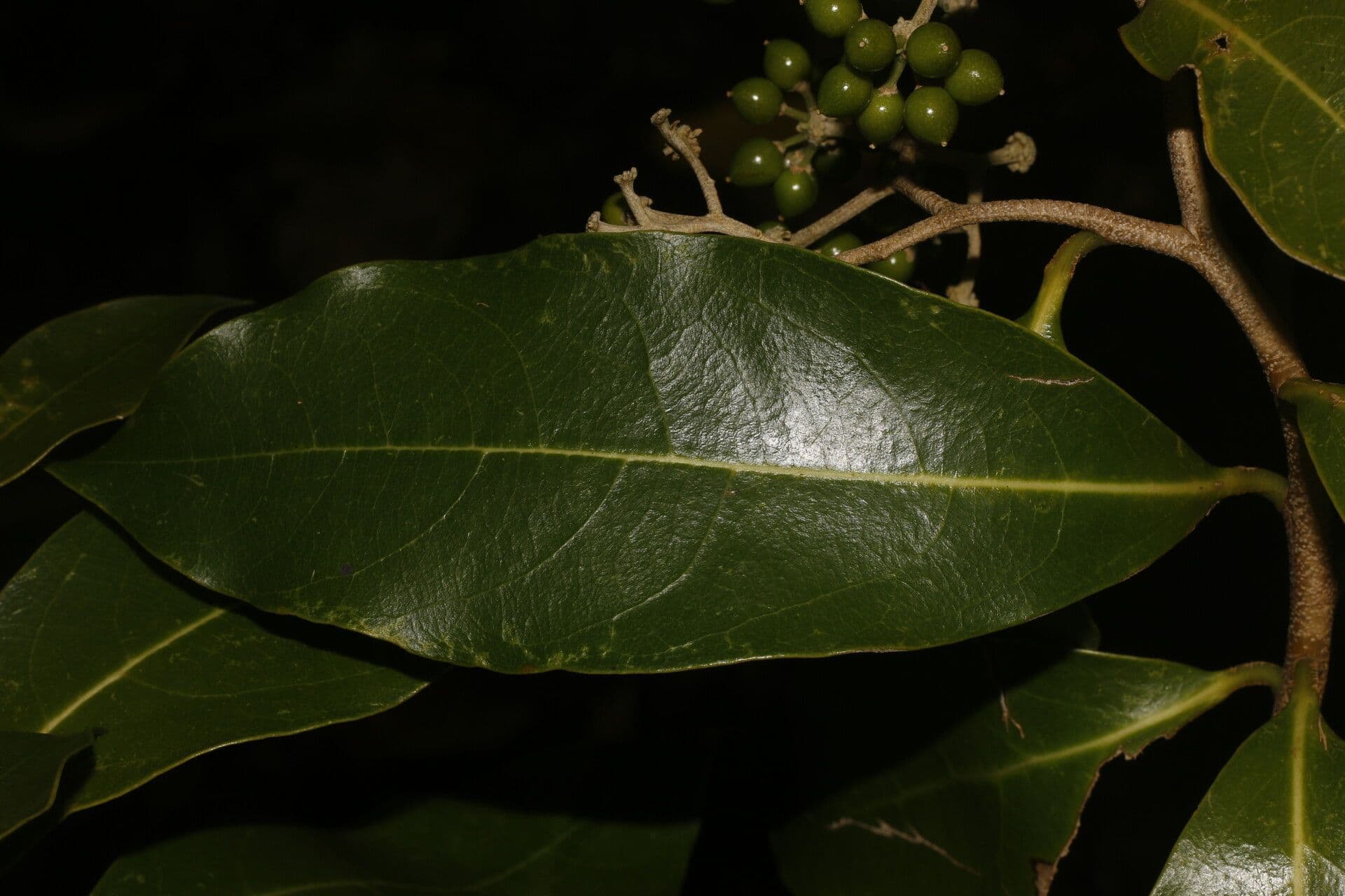 Daphnopsis americana 5