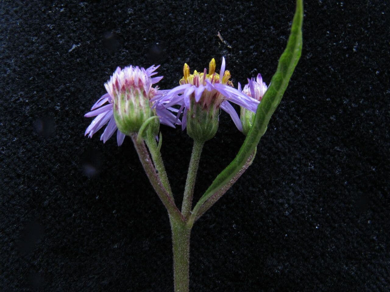 Aster 3