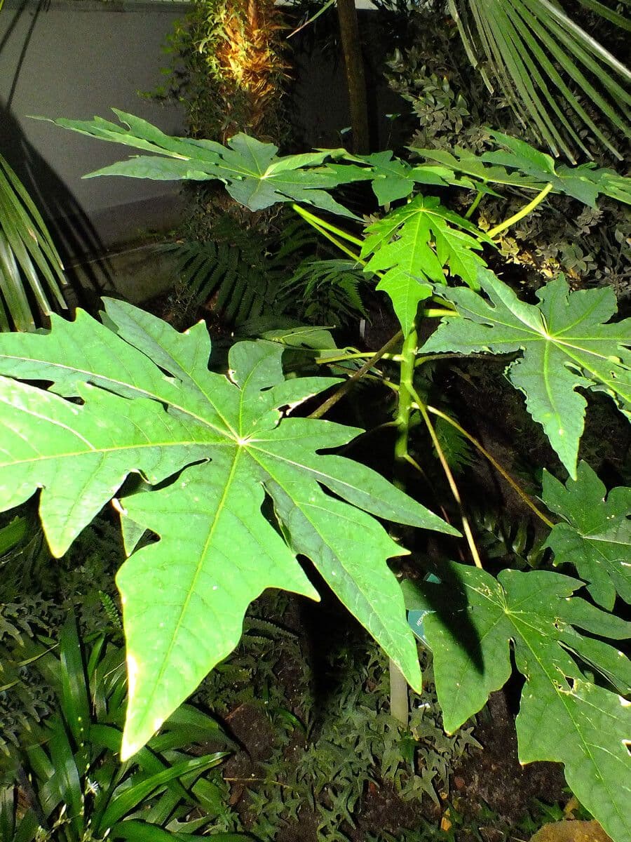 Papaya 12