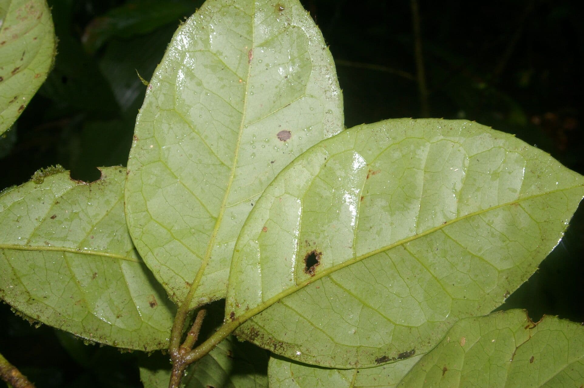Beilschmiedia costaricense 7