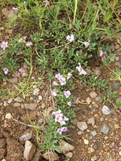 Erba serpente diffusa 9