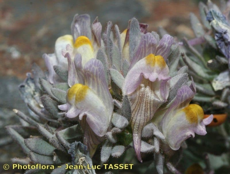 Linaria glaciale