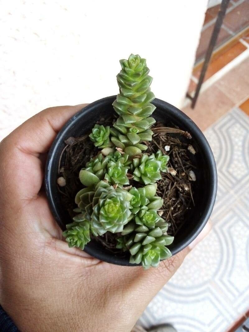 Borracina spatolata 14