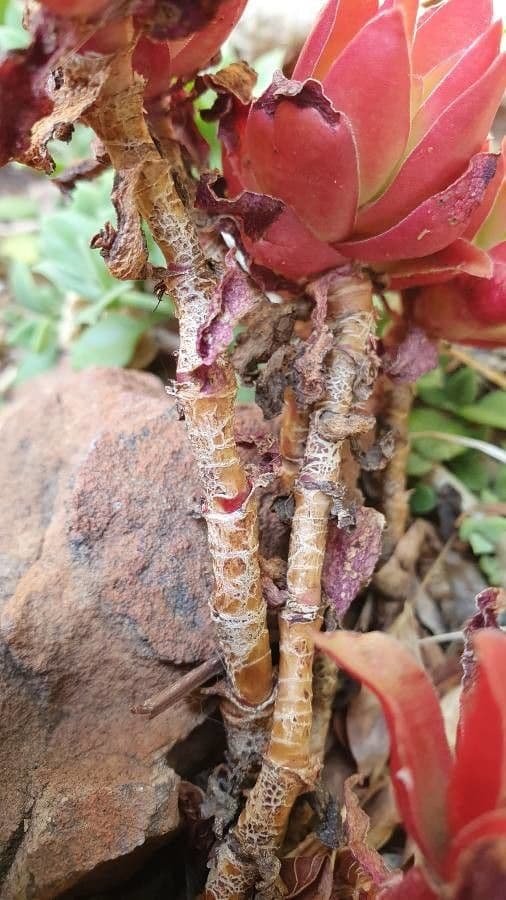 Crassula 23
