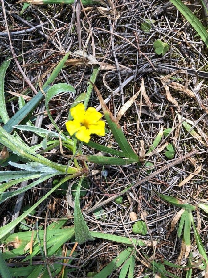 Goodenia pinnatifida 5