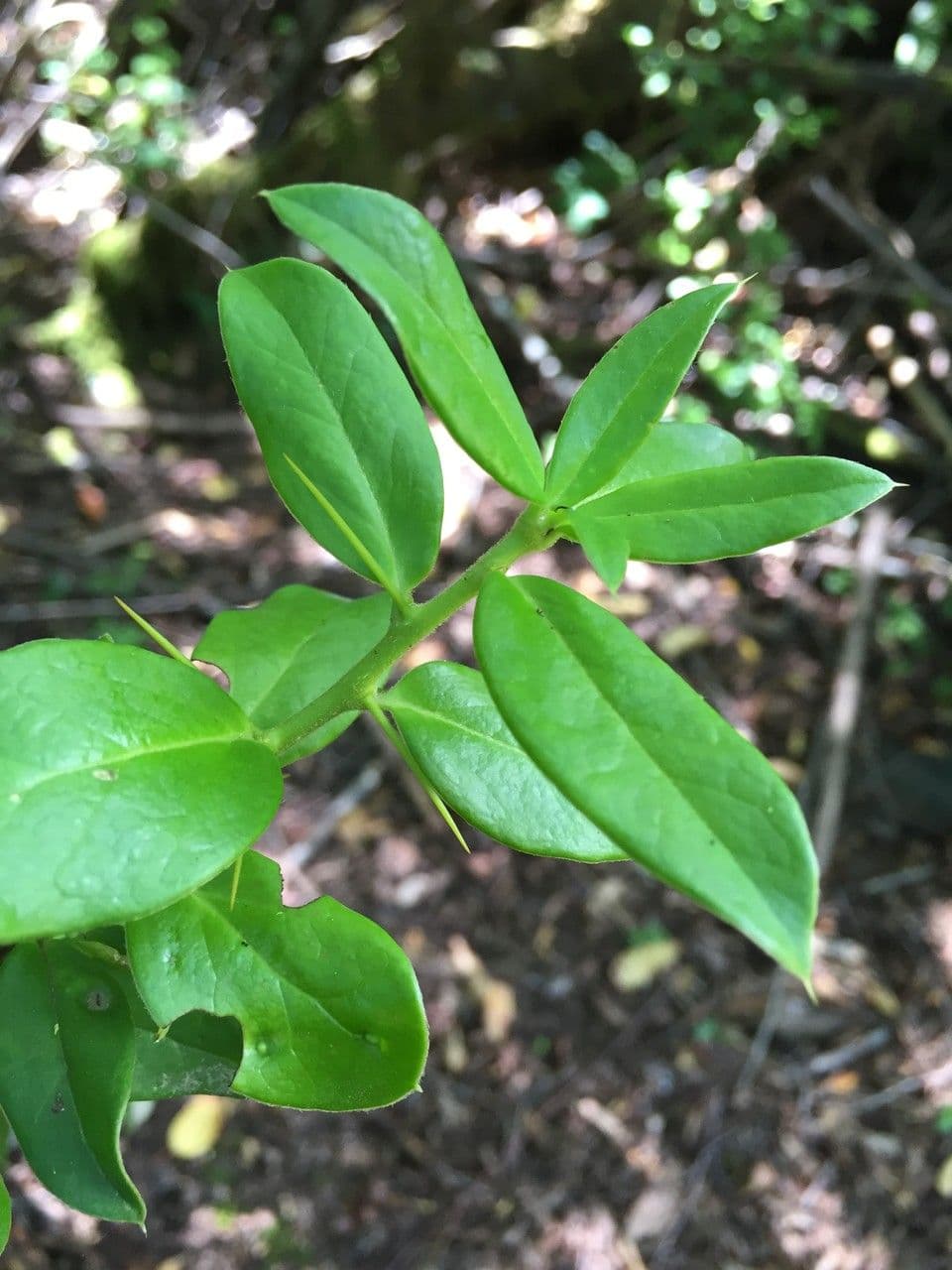 Archidasyphyllum 17