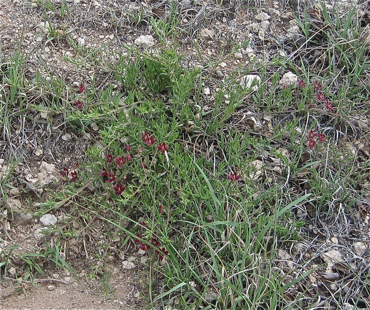 Krameria lanceolata 8