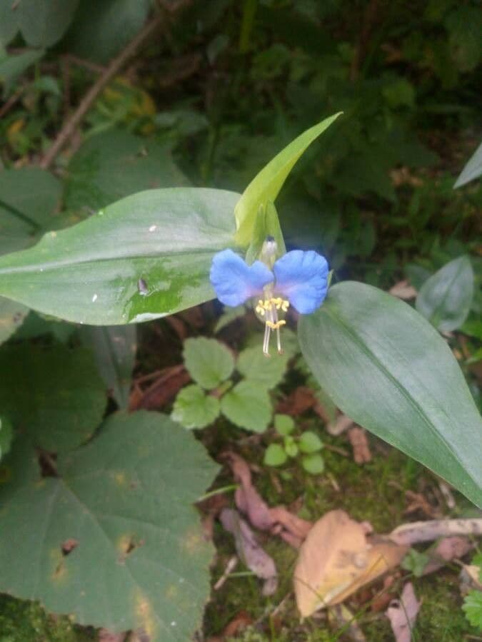Commelina comune 8