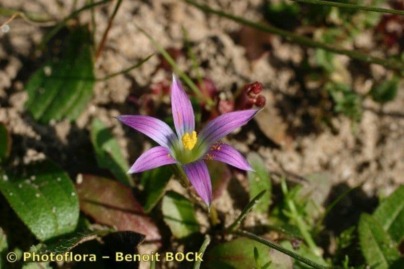 Romulea 21