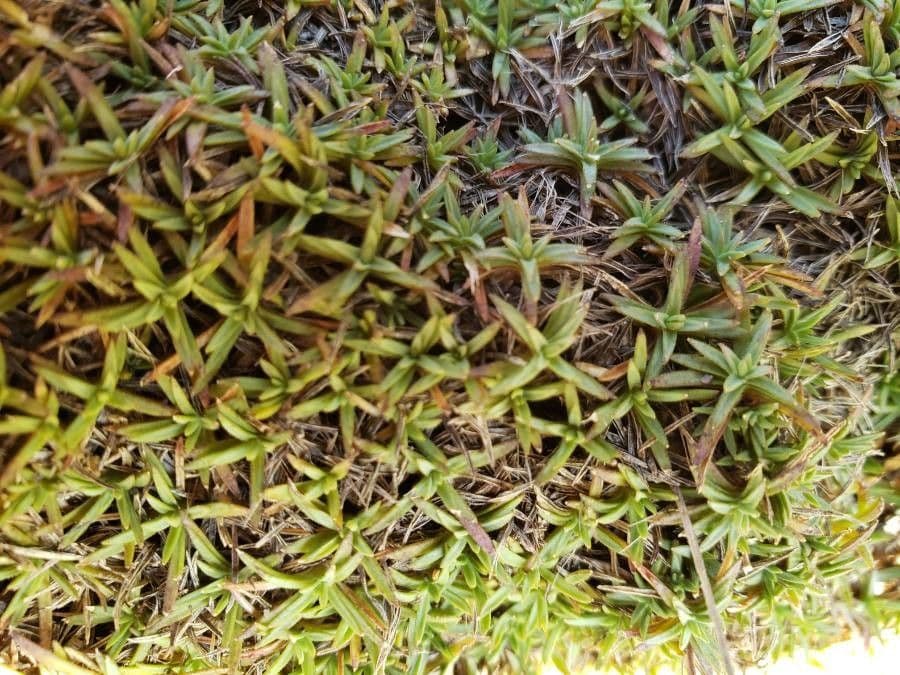 Garofano 4