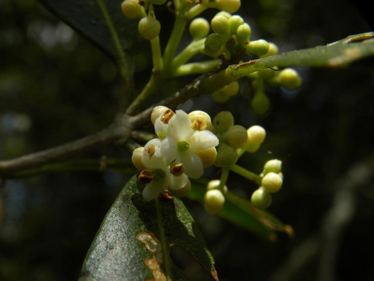 Schmalblättrige Olive