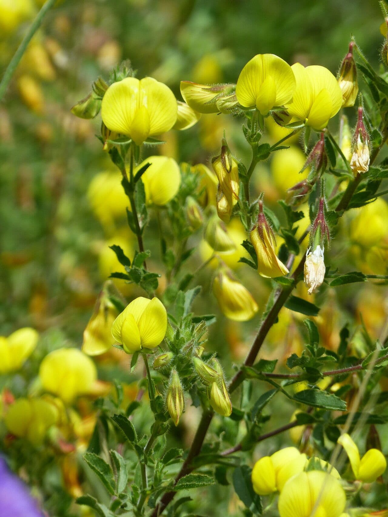 Bugrane jaune 28