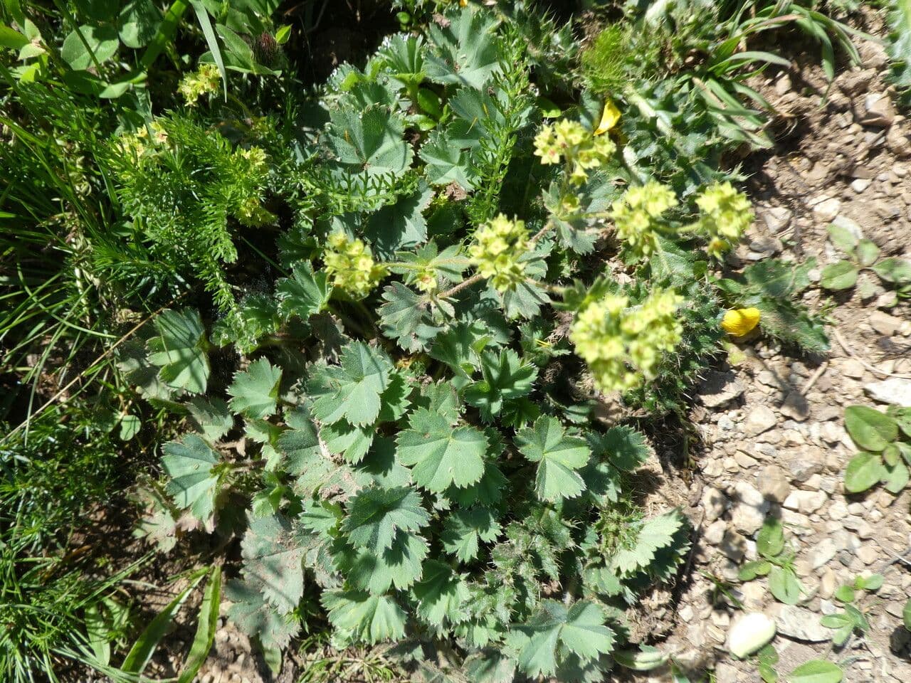 Alchemilla flabellata 10