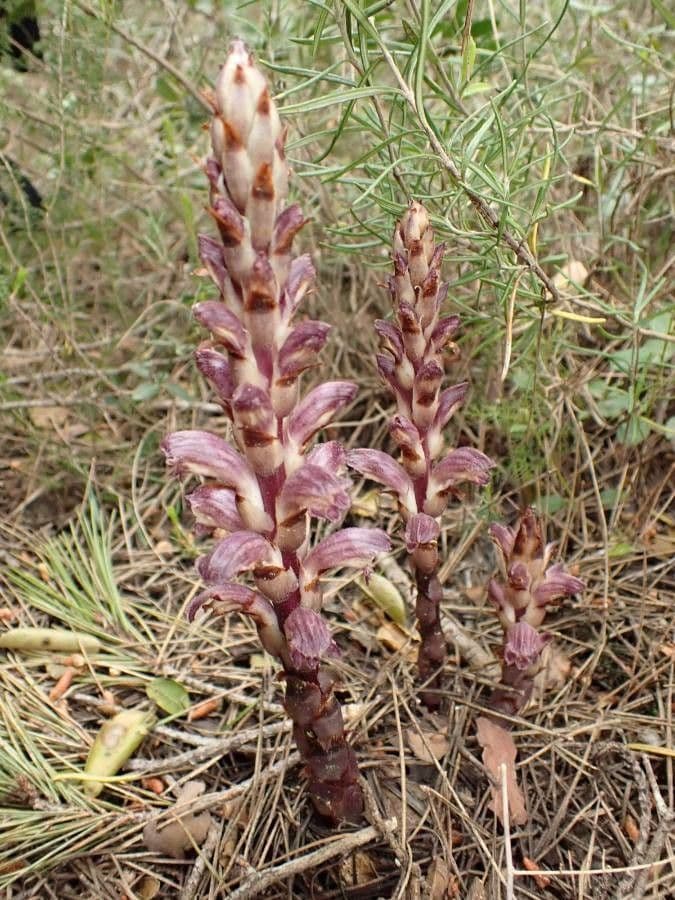 Orobanche a squame larghe 7