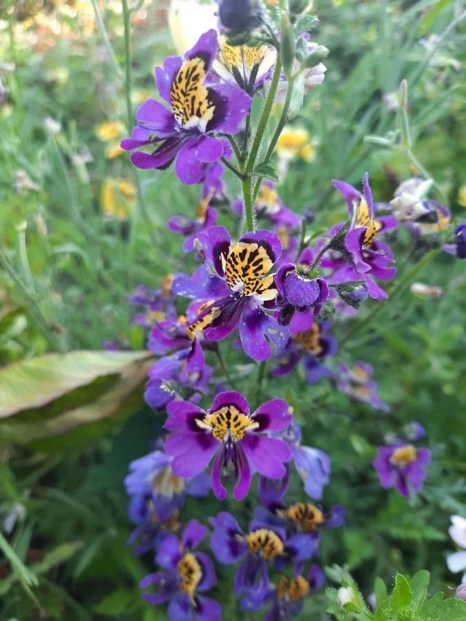 Schizanthus pinnatus 4