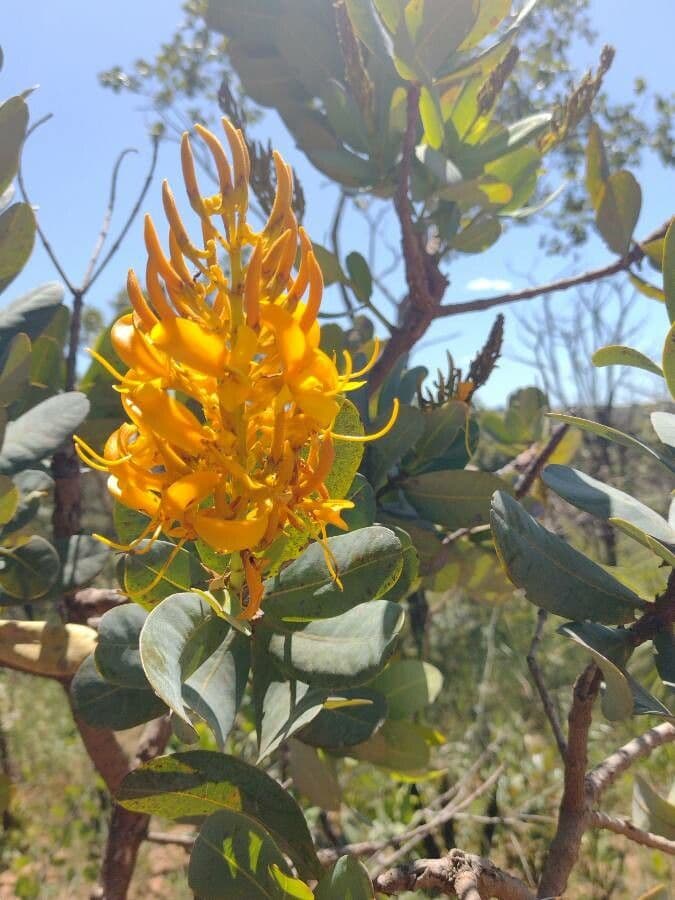 Vochysia tucana 2