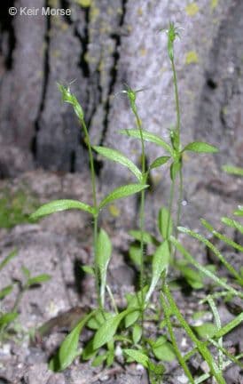 Stellaria lucida 4