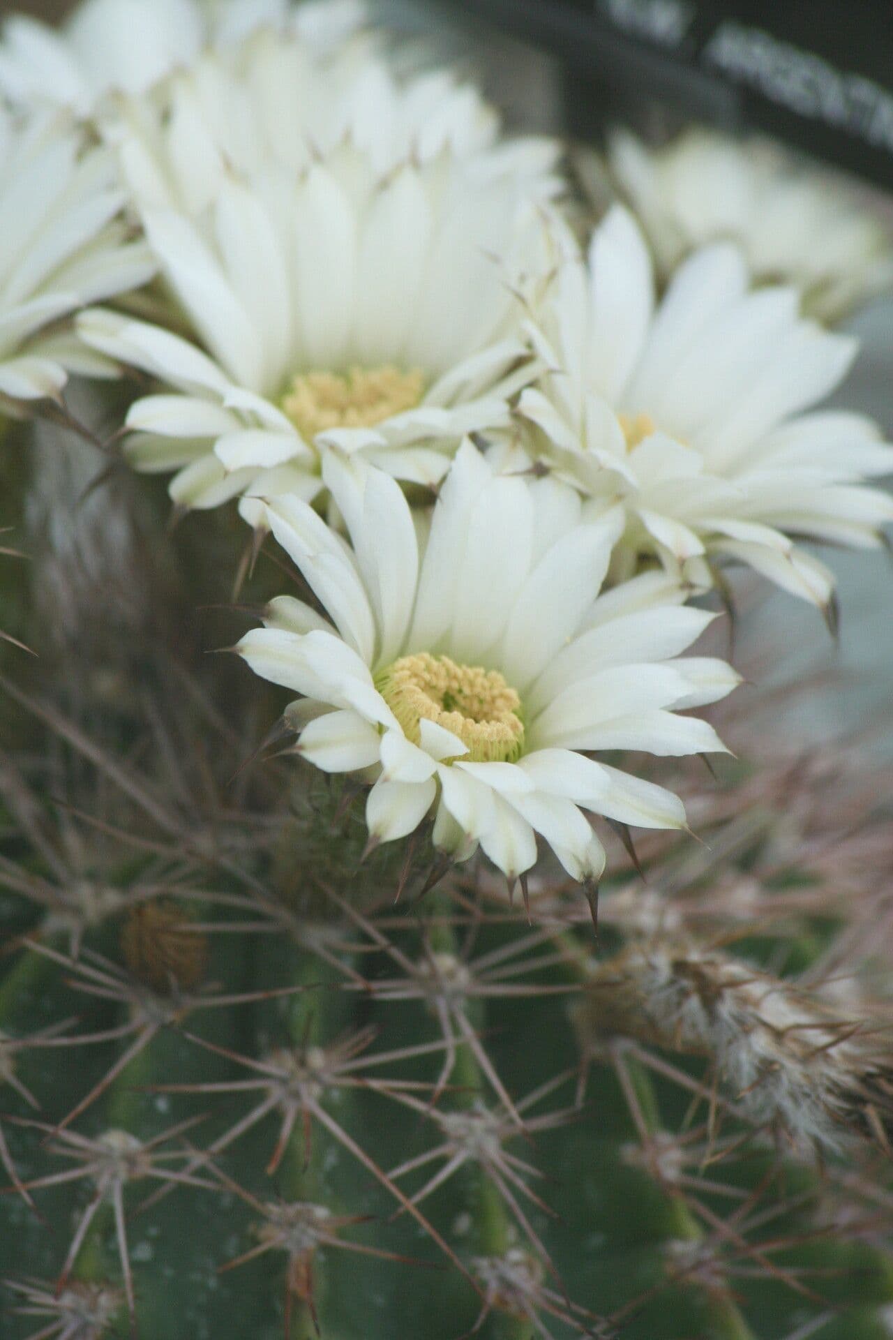 Acanthocalycium 2