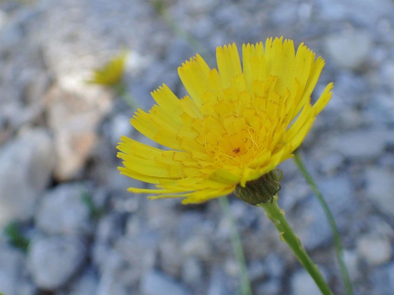 Staticeblättrige Tolpis 7