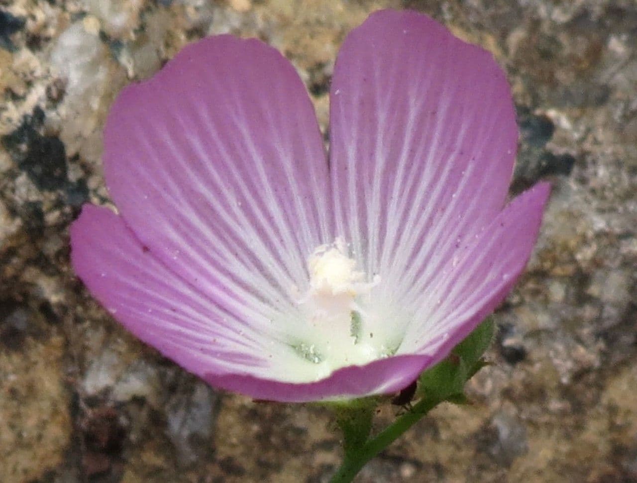 Sidalcea cerosa